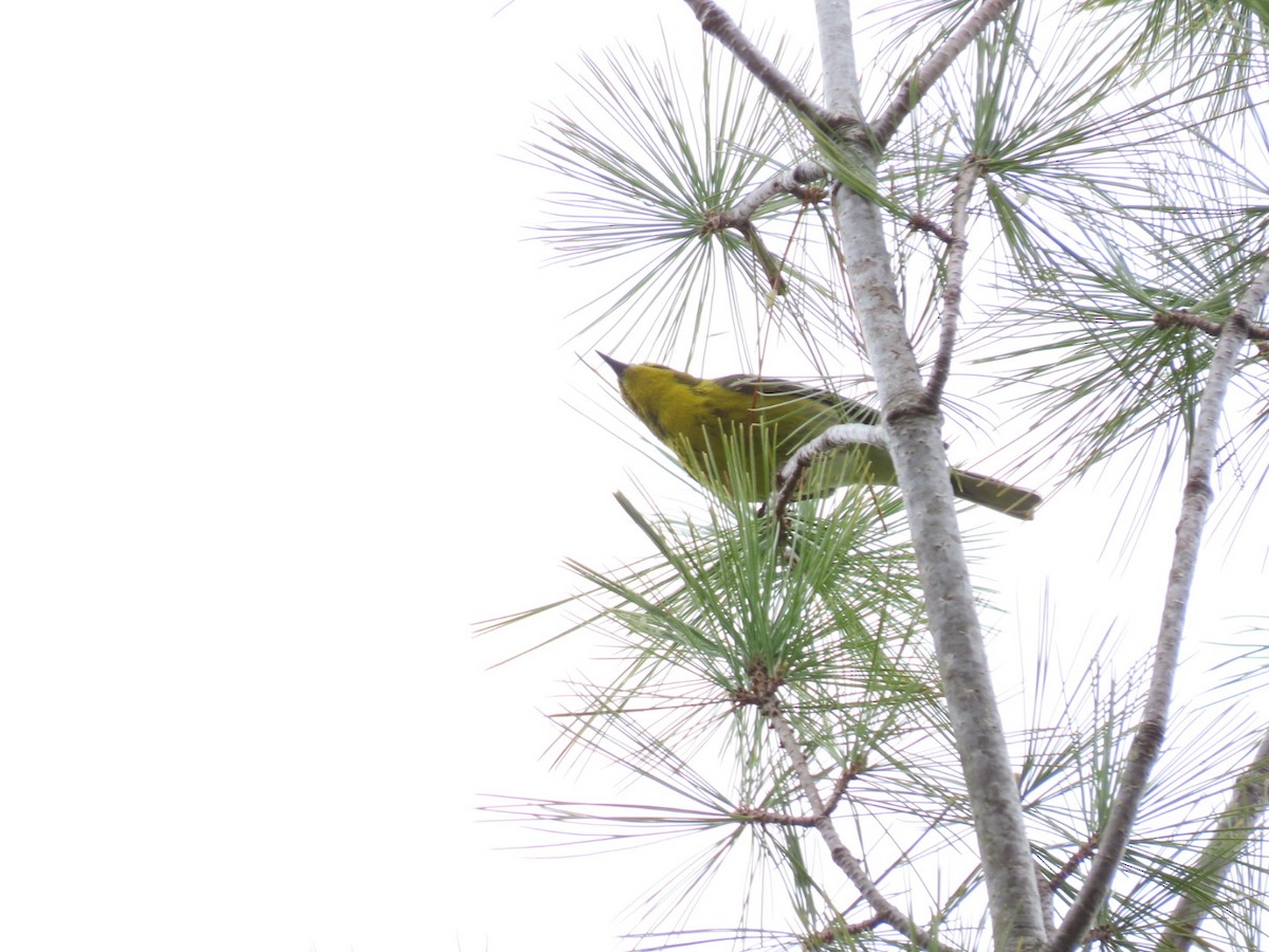 Pine Warbler - ML618277965