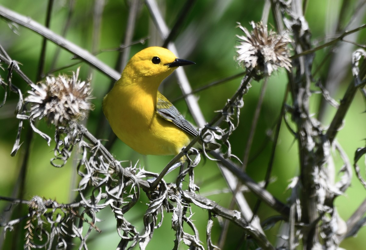 Prothonotary Warbler - ML618277981