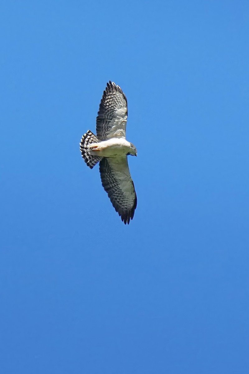 White Hawk (Black-tailed) - ML618278012