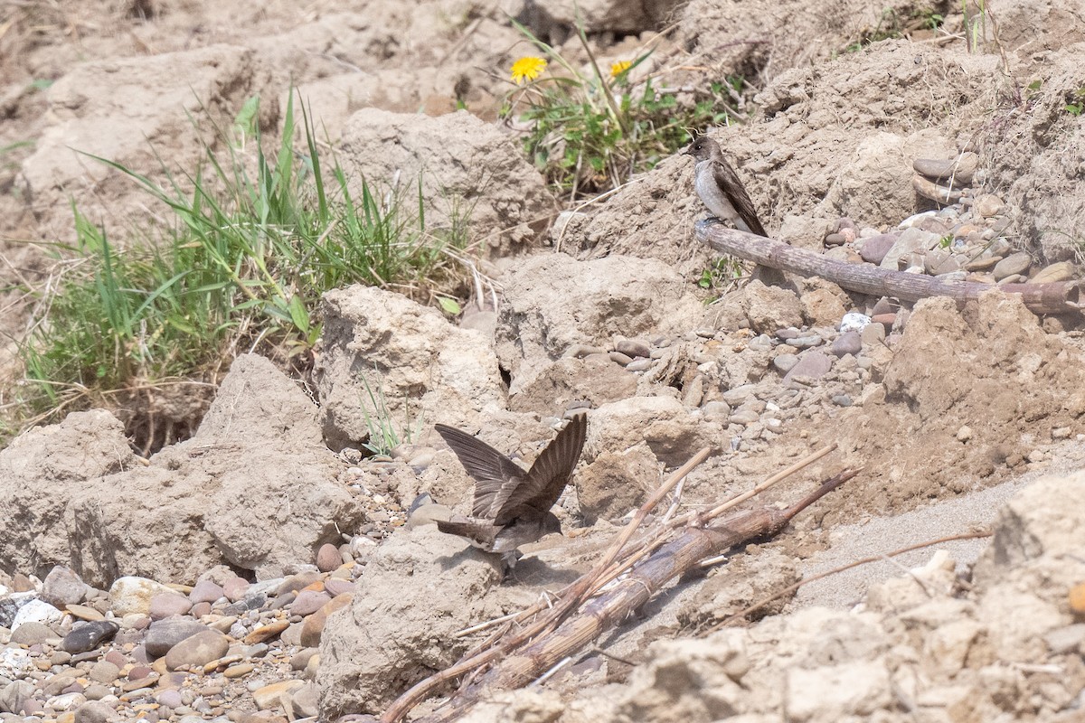 Northern Rough-winged Swallow - ML618278070