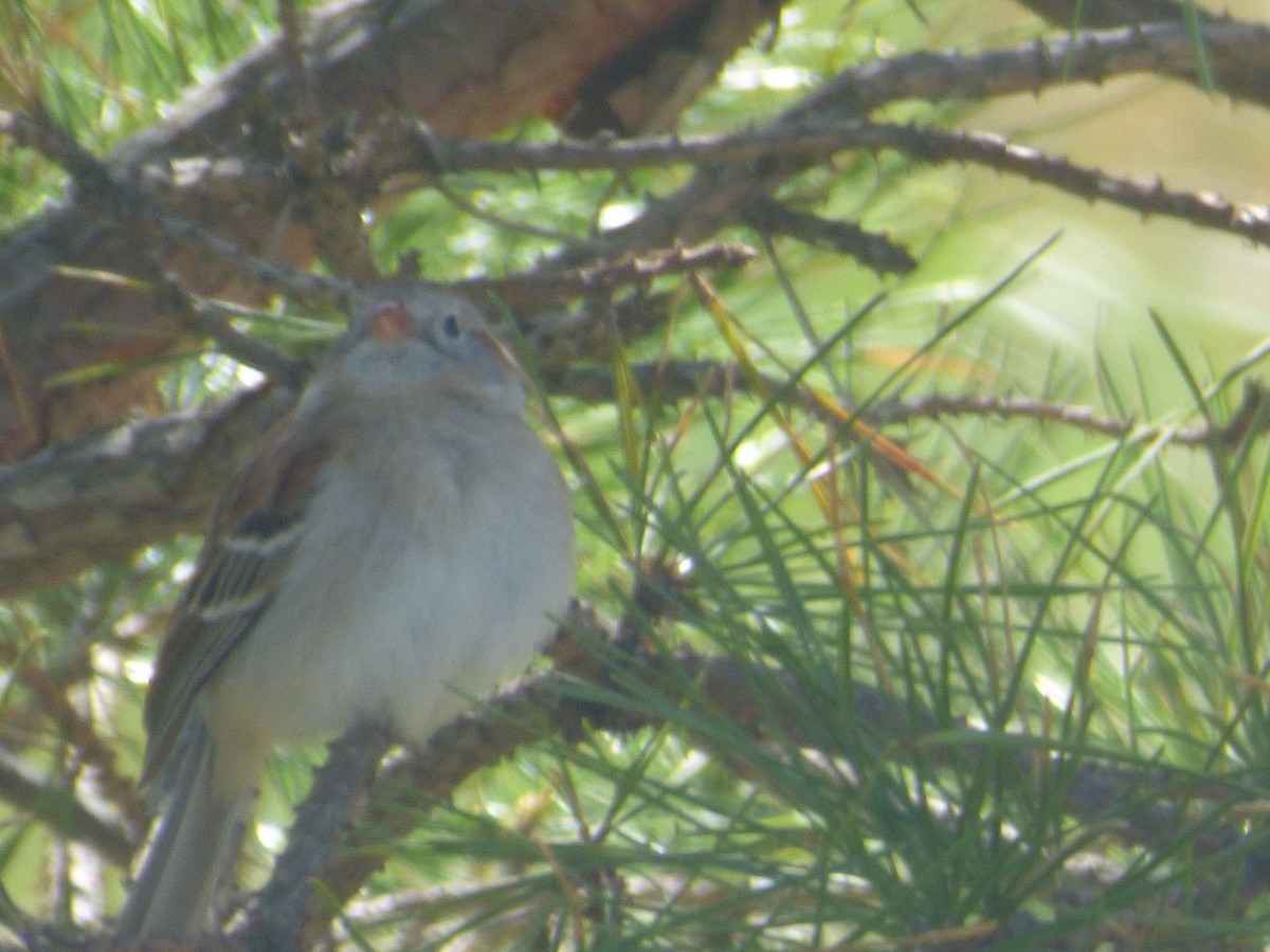 Field Sparrow - Robin Shea