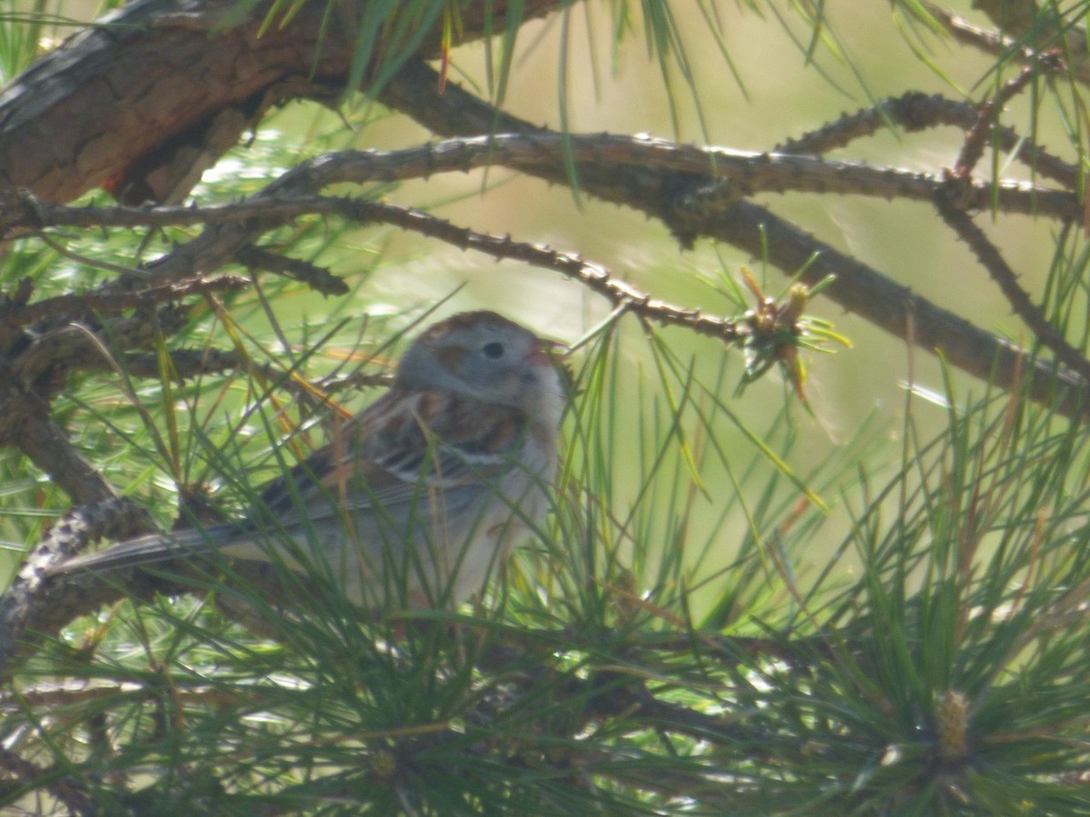 Field Sparrow - Robin Shea