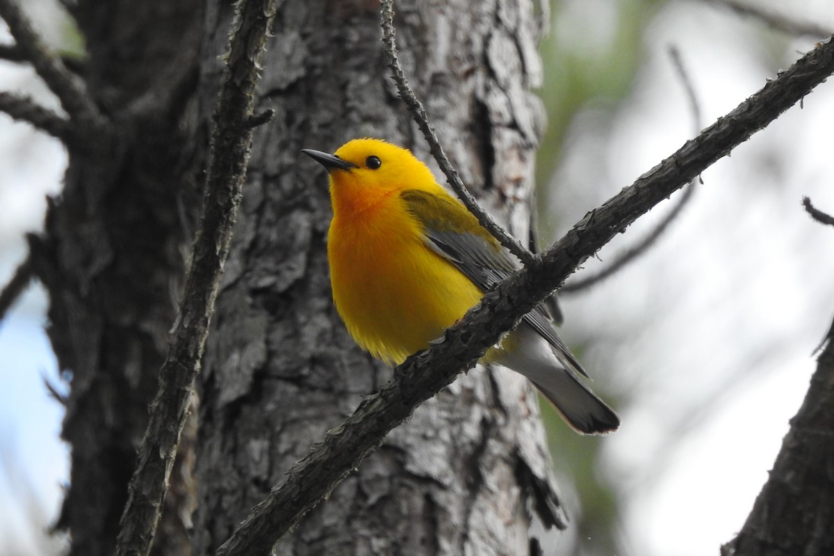 Prothonotary Warbler - ML618278114