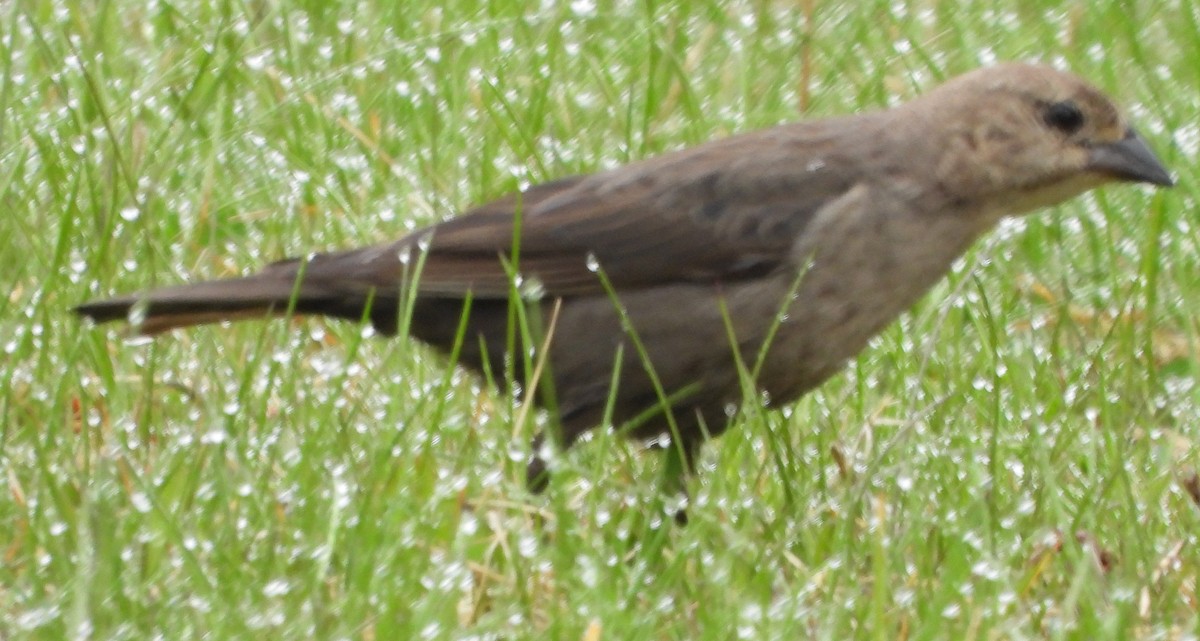 Brown-headed Cowbird - ML618278134
