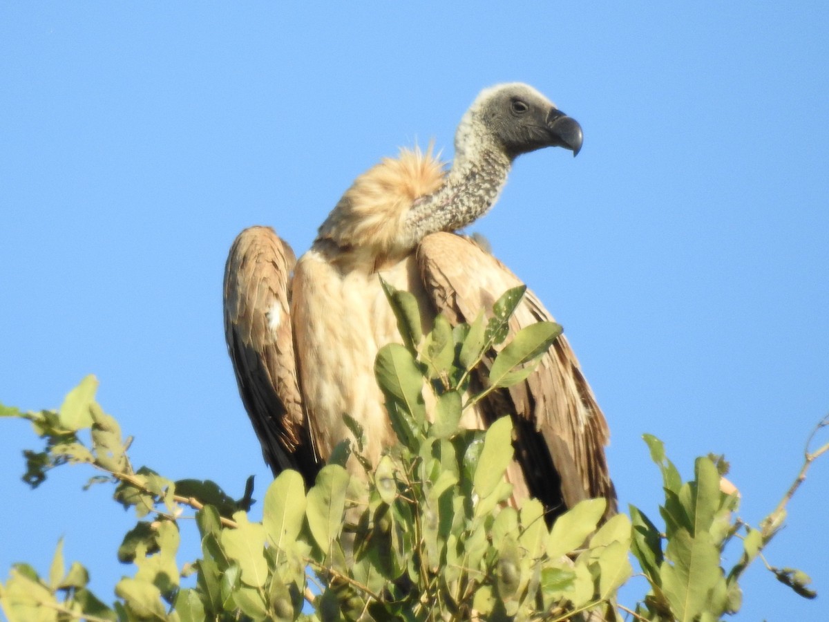 White-backed Vulture - ML618278135