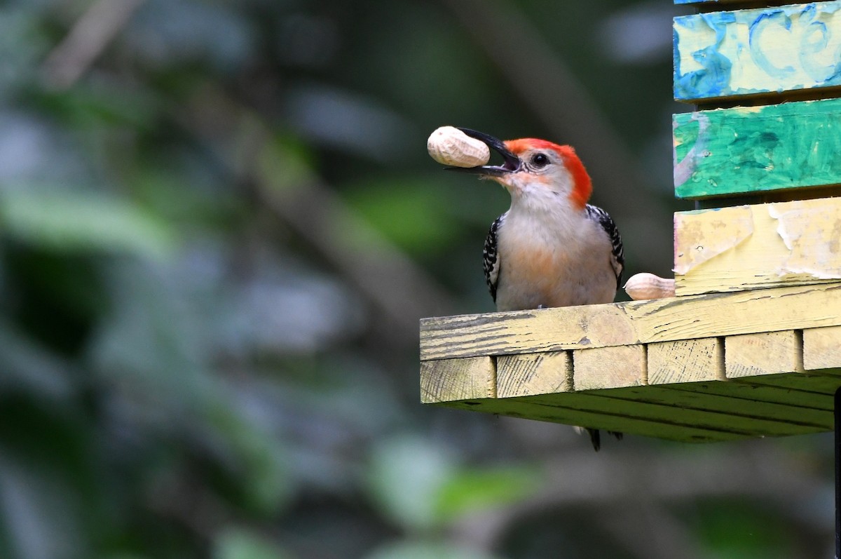 Red-bellied Woodpecker - ML618278149