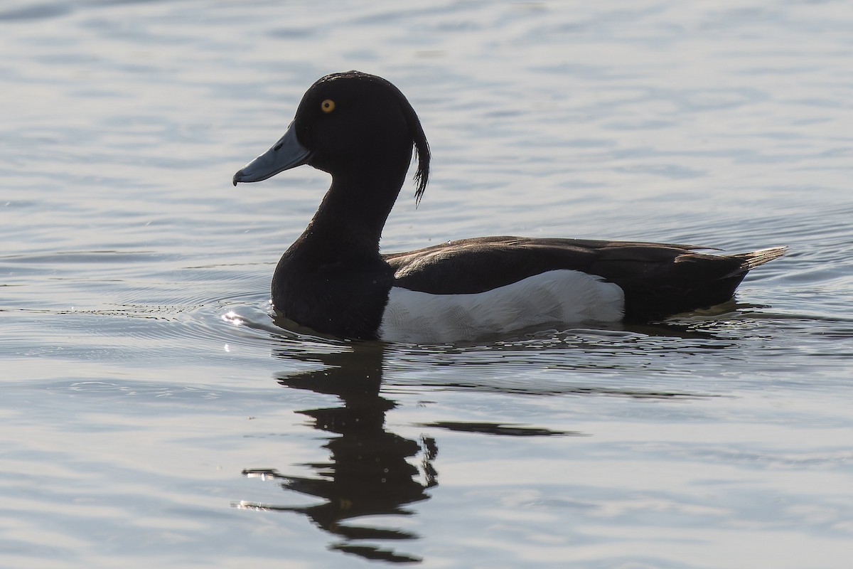 Tufted Duck - ML618278161