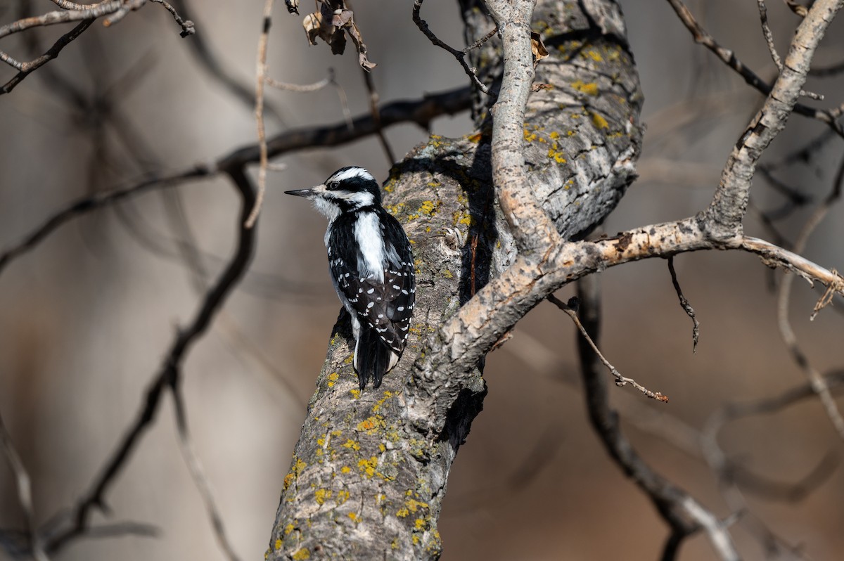 Hairy Woodpecker - Mason Tremblay
