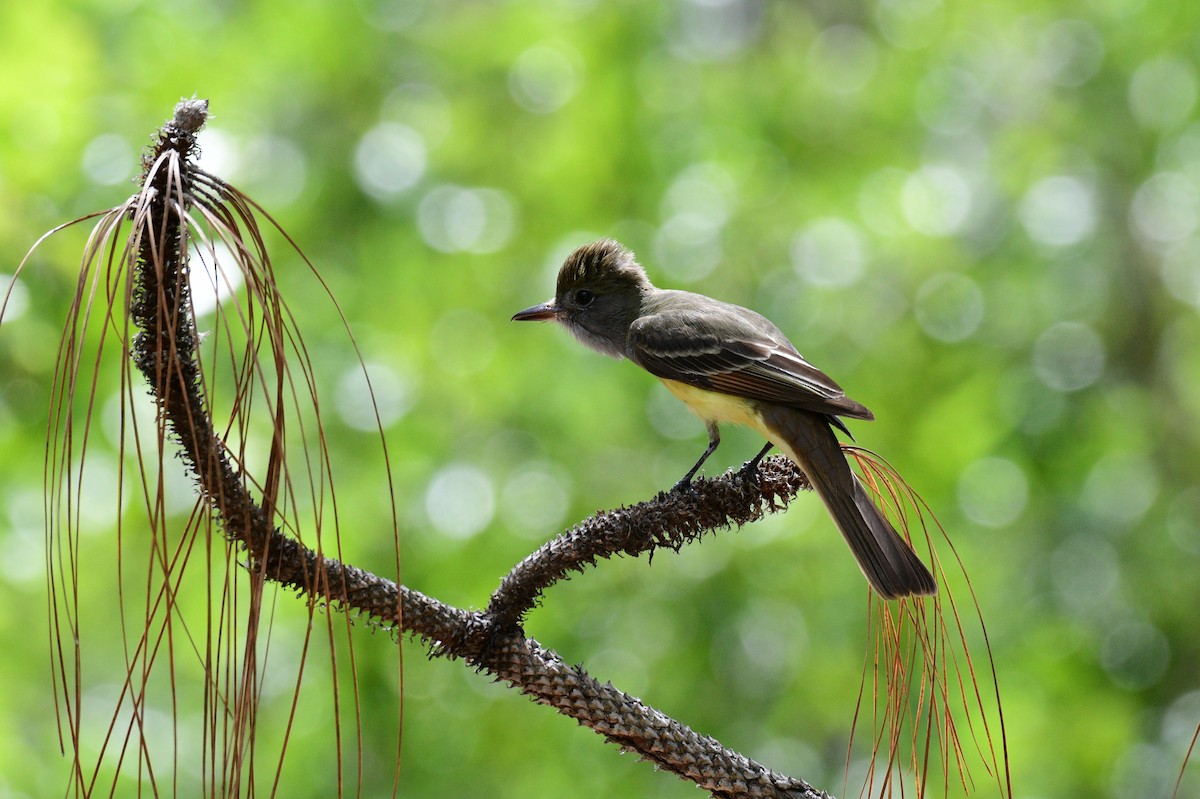 Great Crested Flycatcher - ML618278170