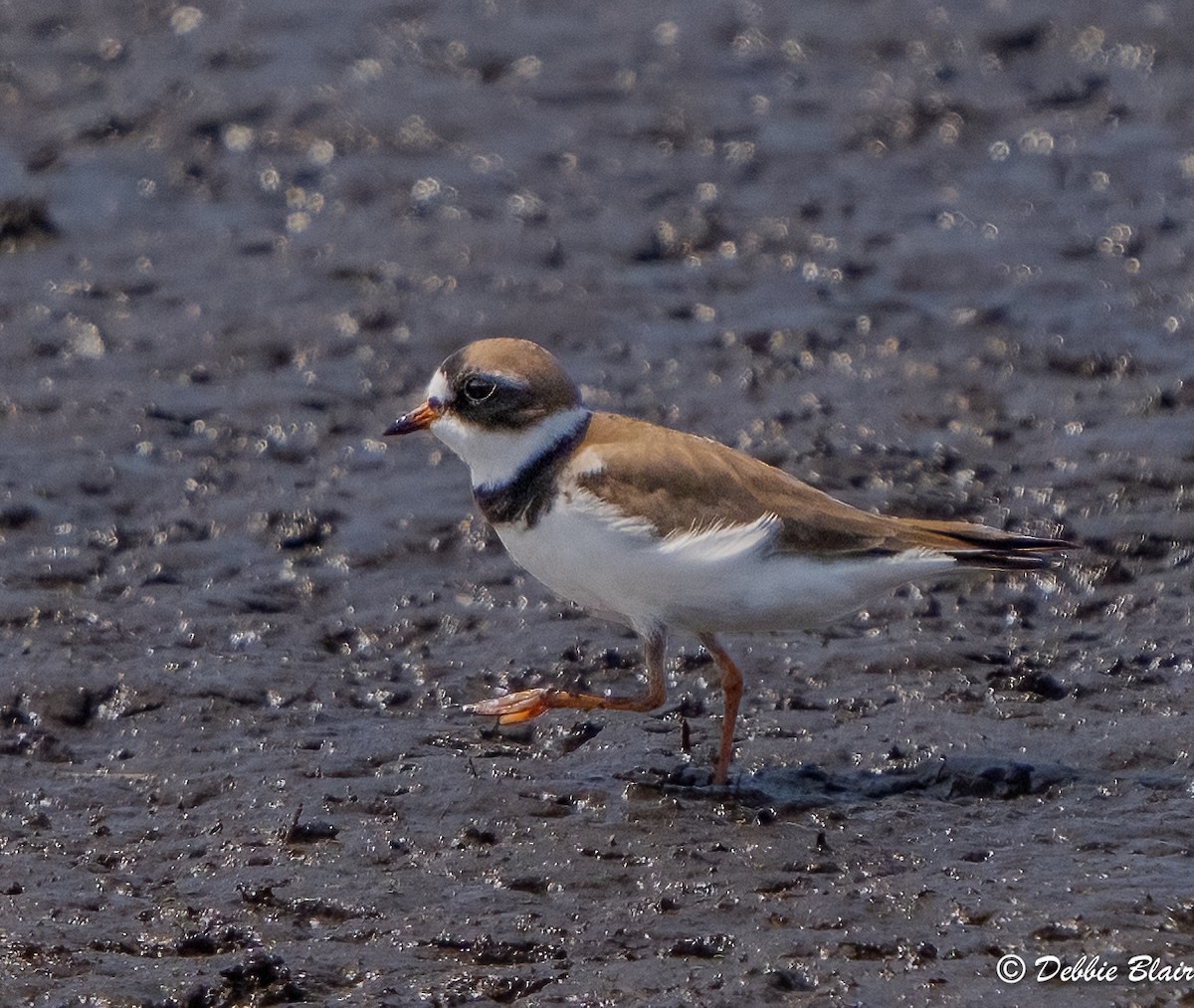 Semipalmated Plover - ML618278178