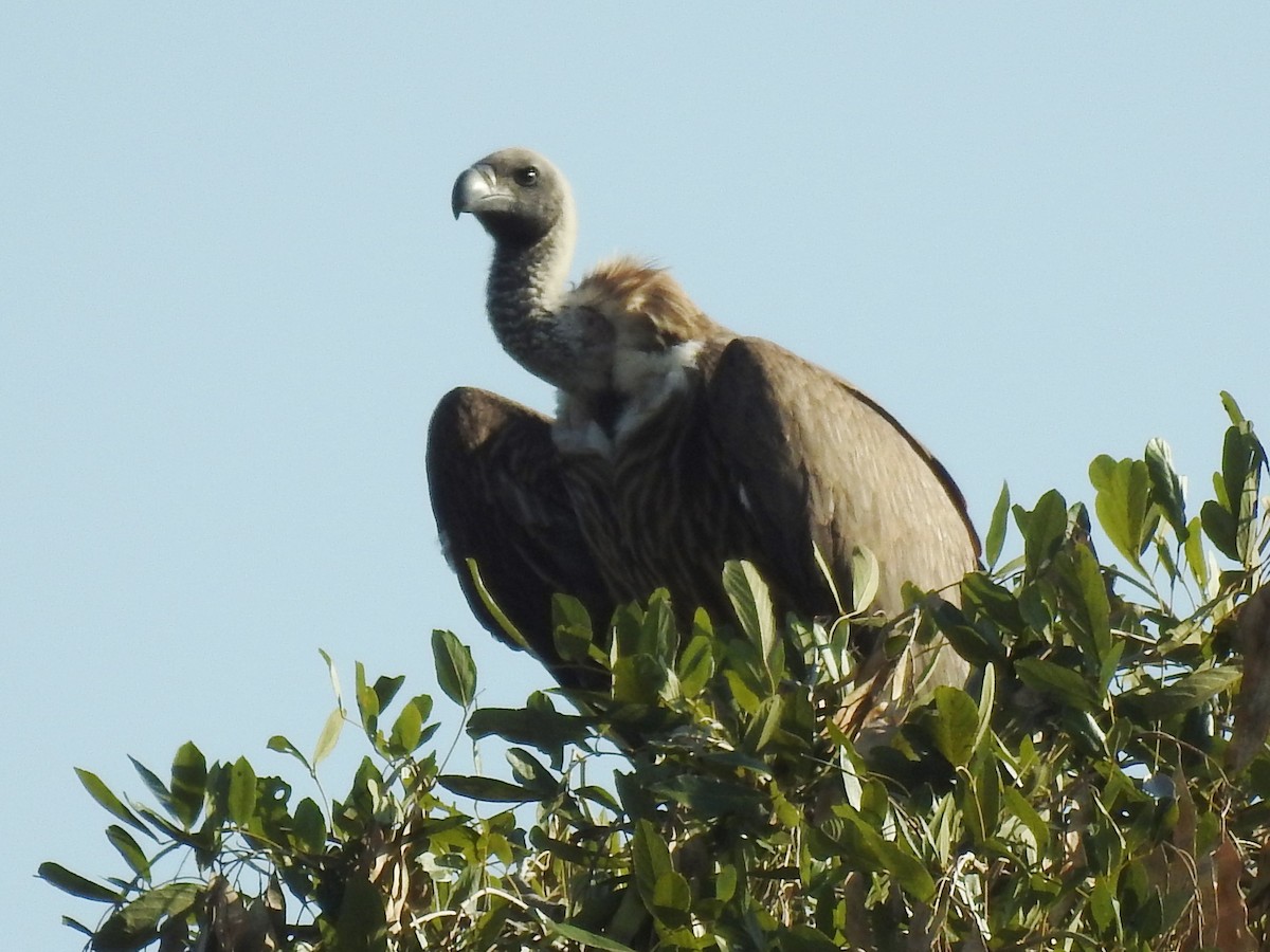 White-backed Vulture - ML618278180