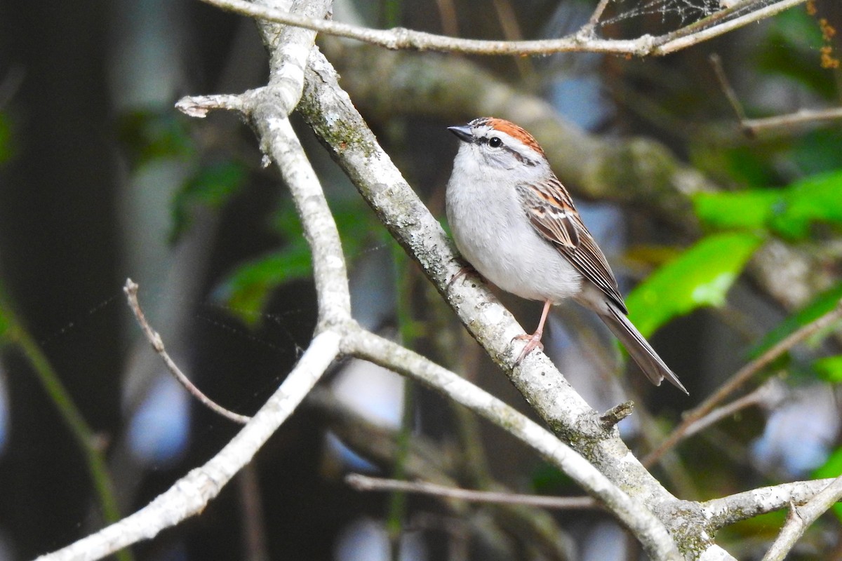 Chipping Sparrow - ML618278182