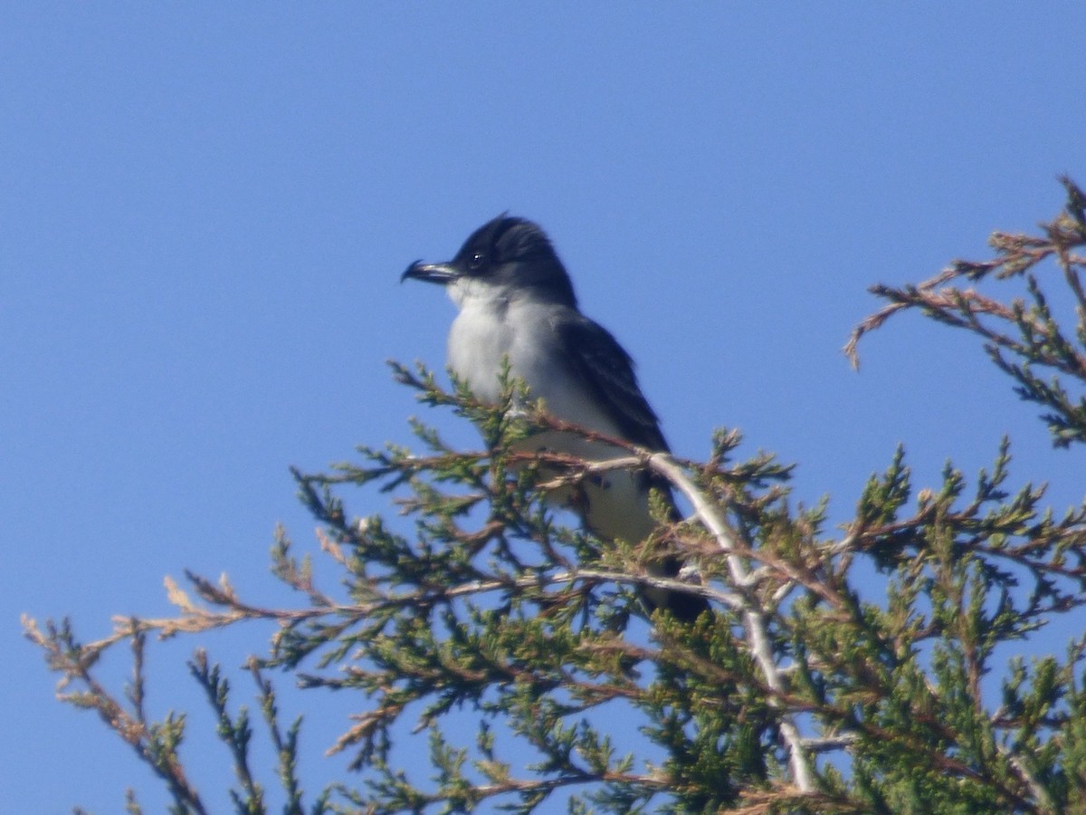 eBird Checklist - 1 May 2024 - Calverton Executive Airpark, Calverton ...