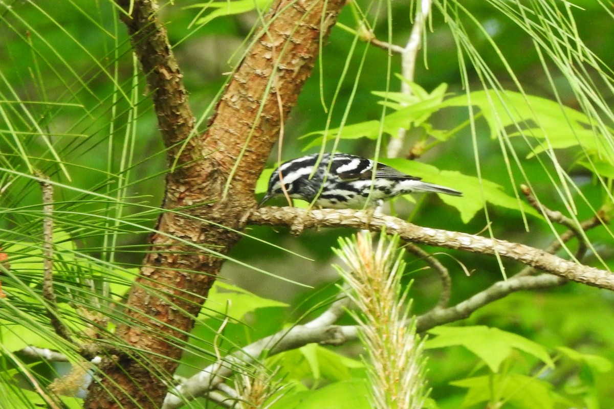 Black-and-white Warbler - ML618278215