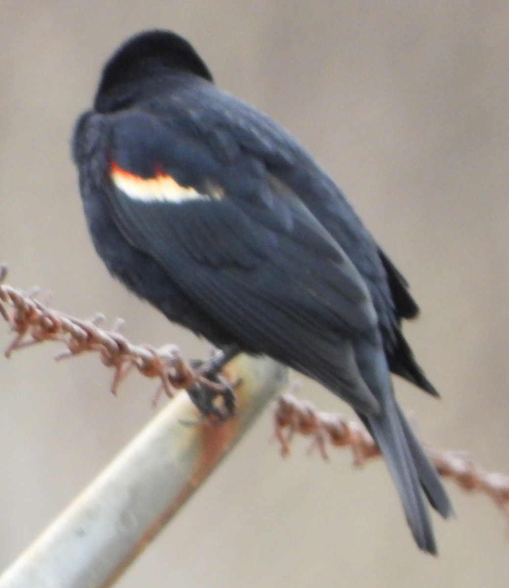 Red-winged Blackbird - ML618278222