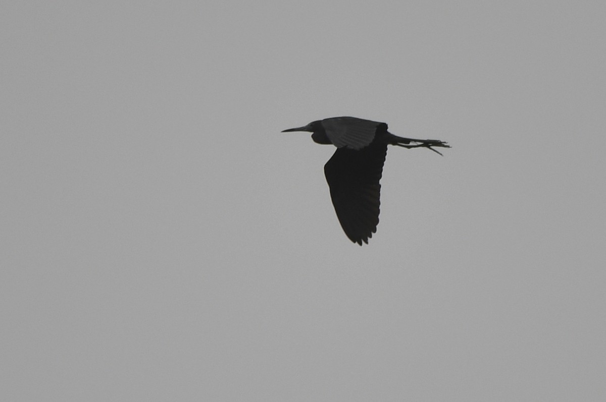 Little Blue Heron - Kevin Smith