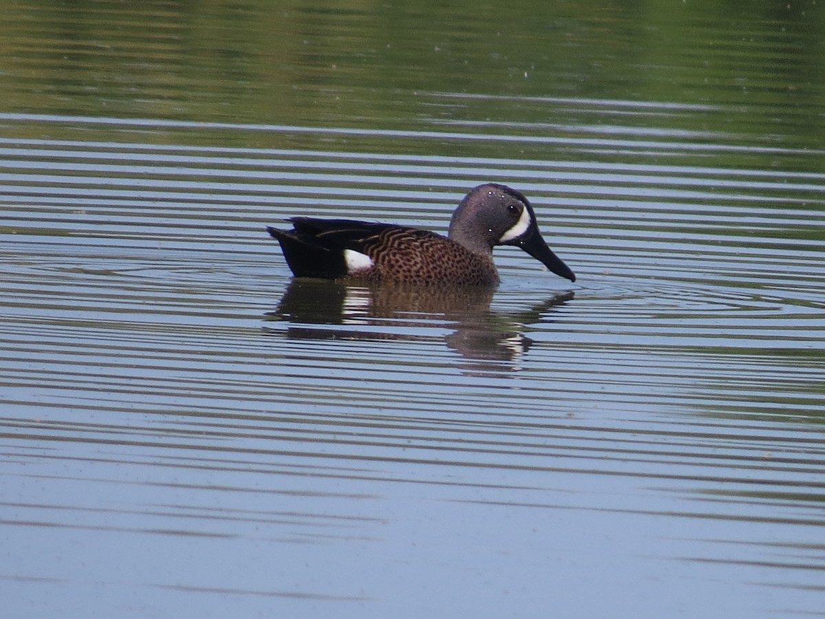 Blue-winged Teal - ML618278252