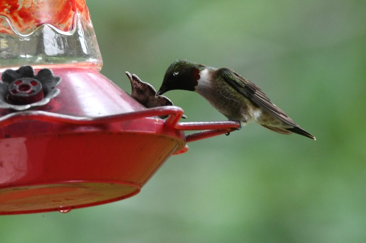 Ruby-throated Hummingbird - ML618278253