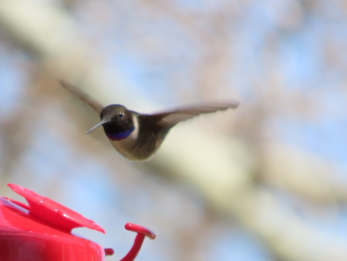 Black-chinned Hummingbird - Peter Lathrop