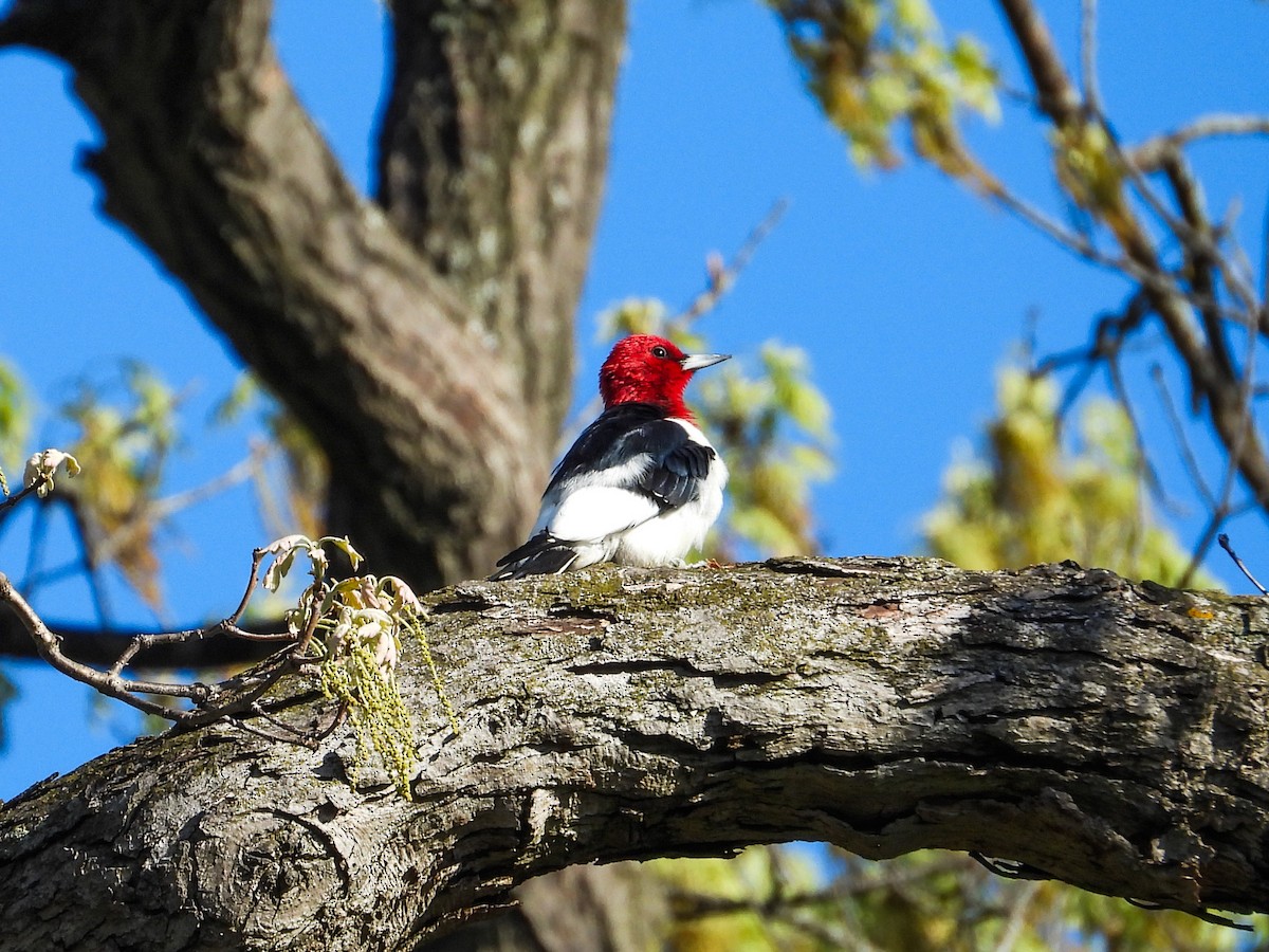 Red-headed Woodpecker - ML618278283
