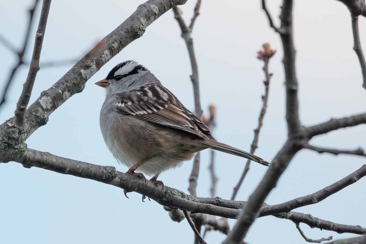 White-crowned Sparrow - ML618278285