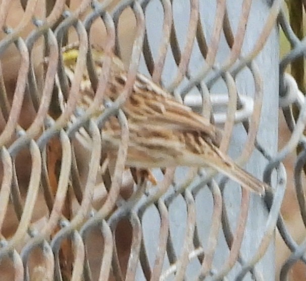 Savannah Sparrow - alan murray