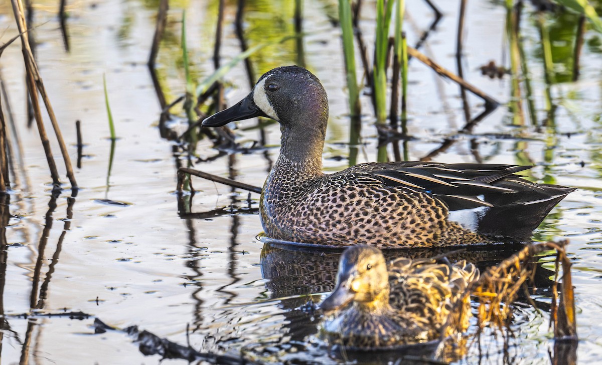 Blue-winged Teal - ML618278288