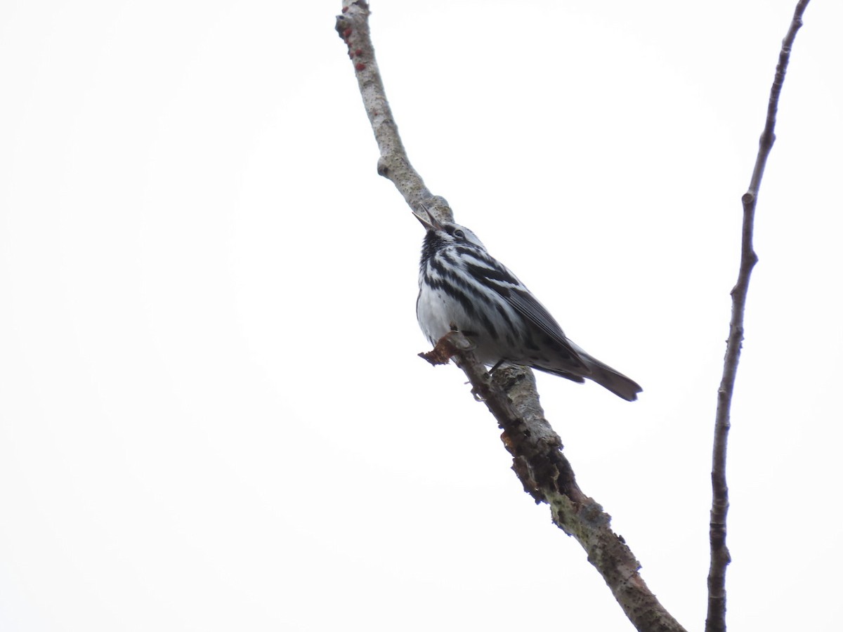 Black-and-white Warbler - ML618278339
