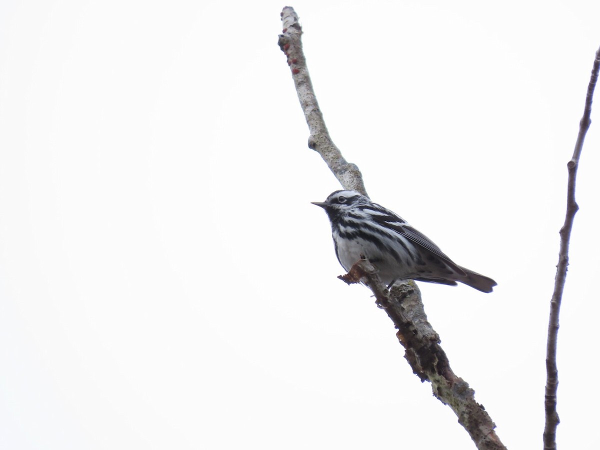 Black-and-white Warbler - ML618278340