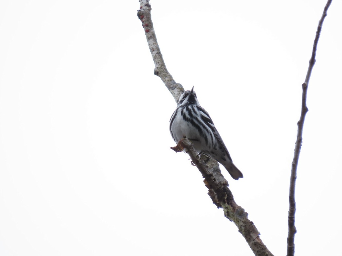 Black-and-white Warbler - ML618278341