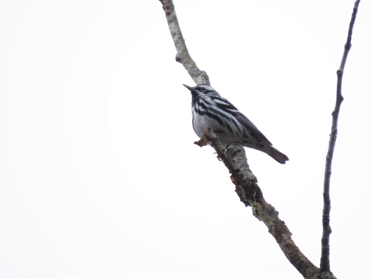 Black-and-white Warbler - ML618278342