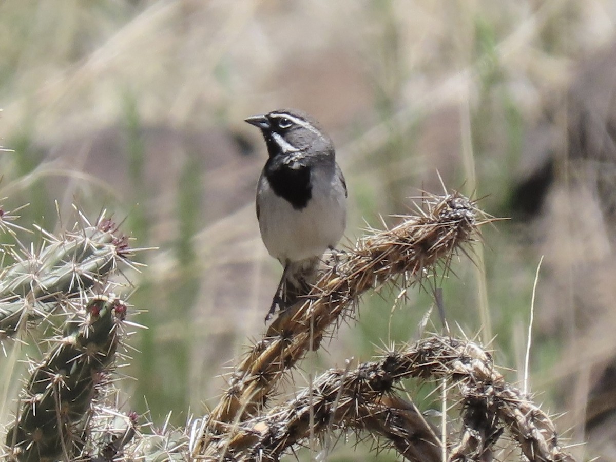 Black-throated Sparrow - Paul/Bonnie Dickman