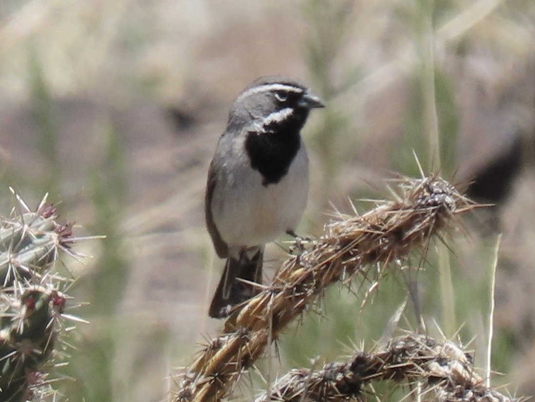 Black-throated Sparrow - Paul/Bonnie Dickman
