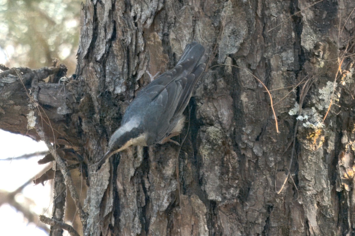 Giant Nuthatch - S Kanchan