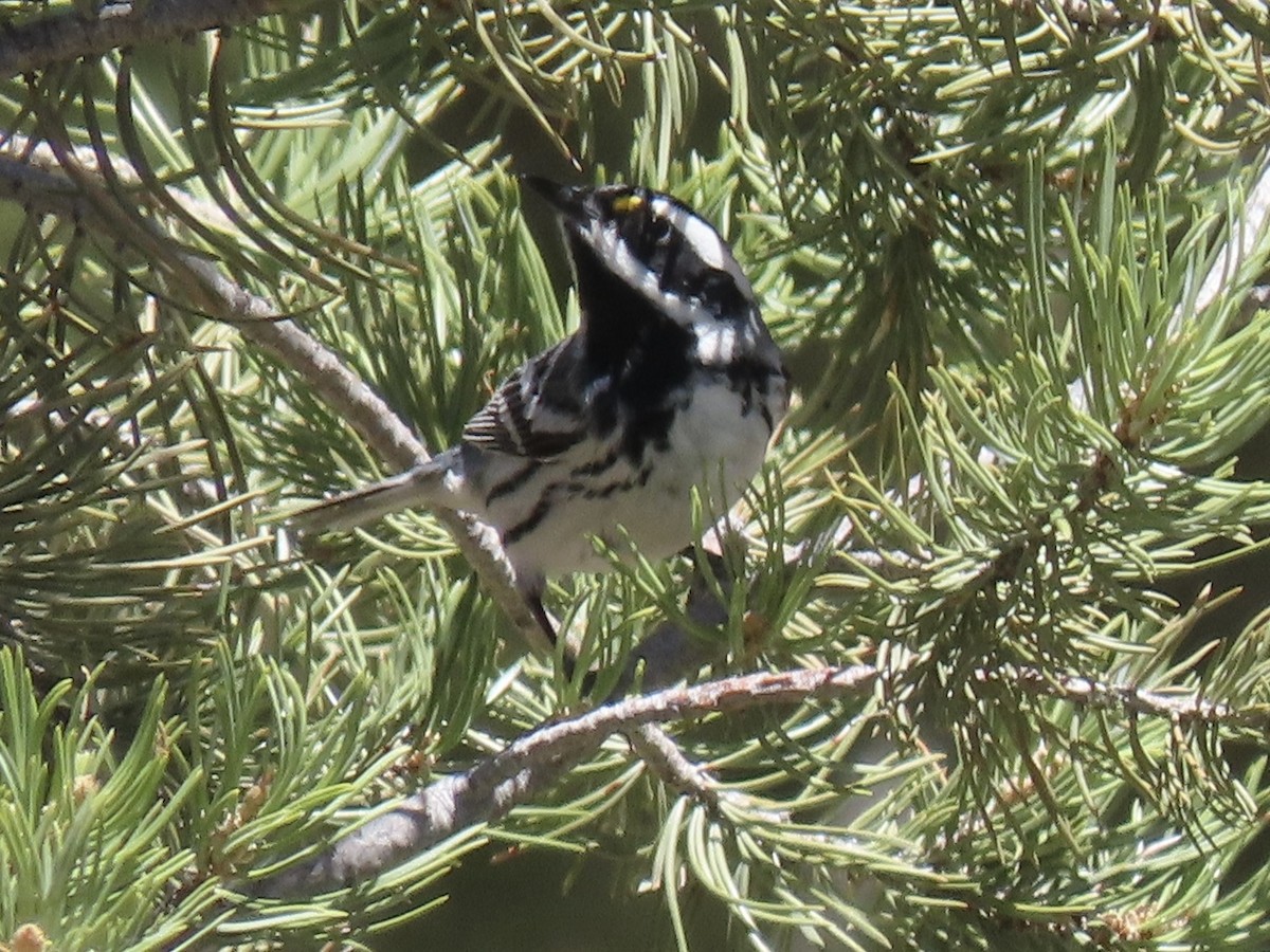 Black-throated Gray Warbler - ML618278370