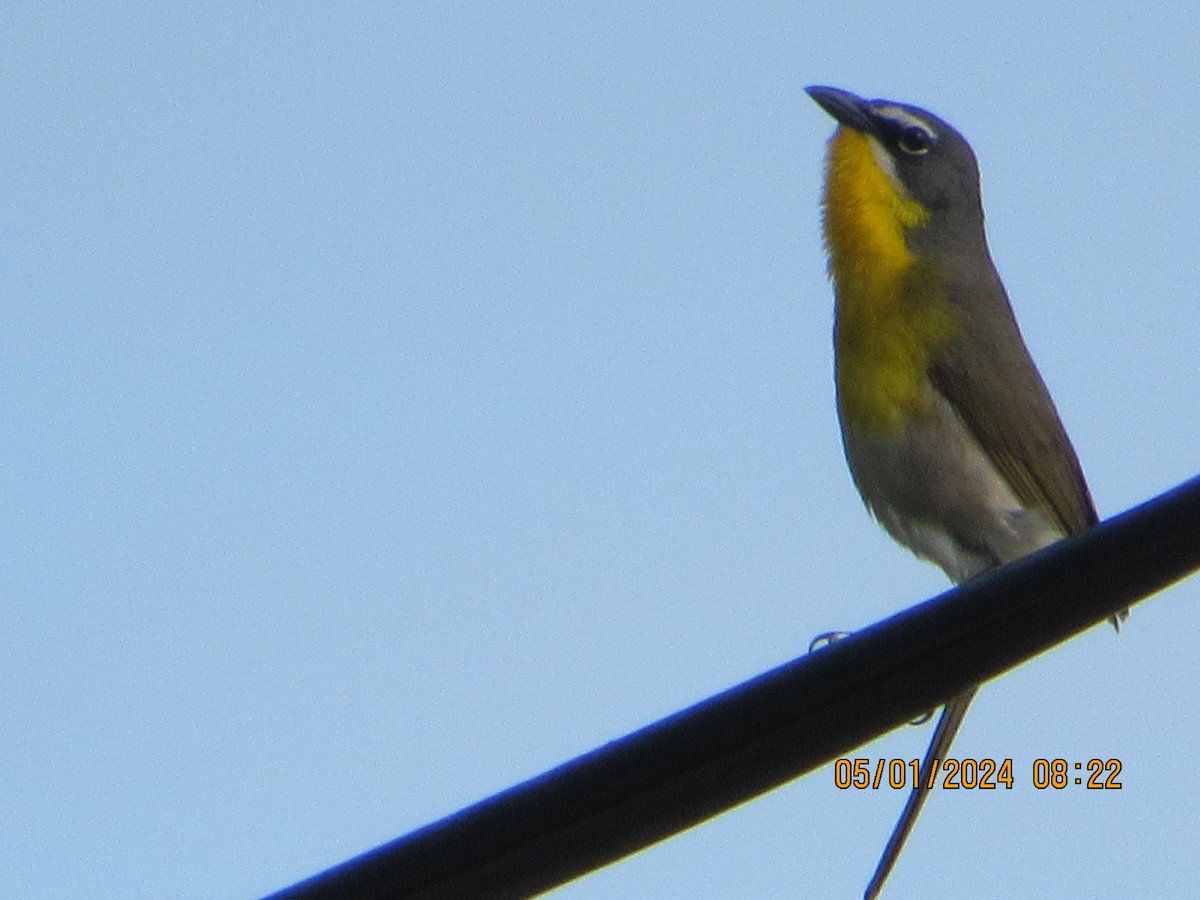 Yellow-breasted Chat - ML618278386