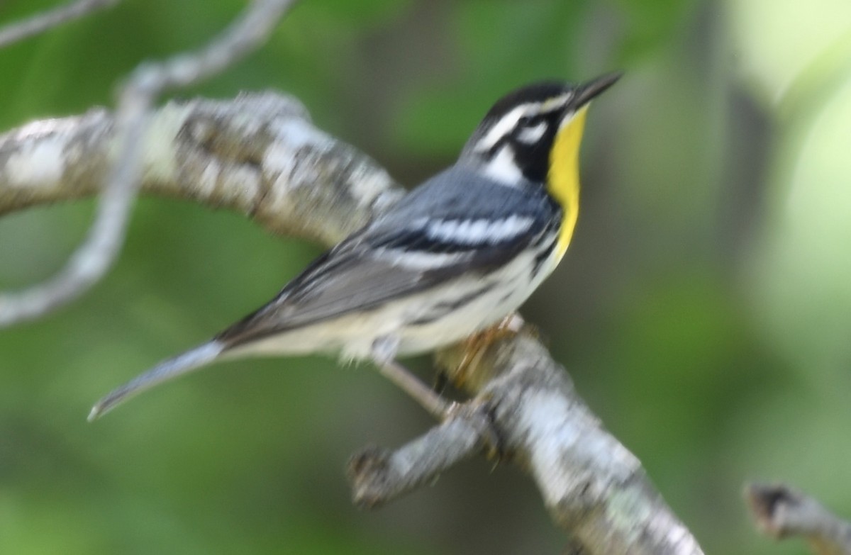 Yellow-throated Warbler - Cyndy Hardaker