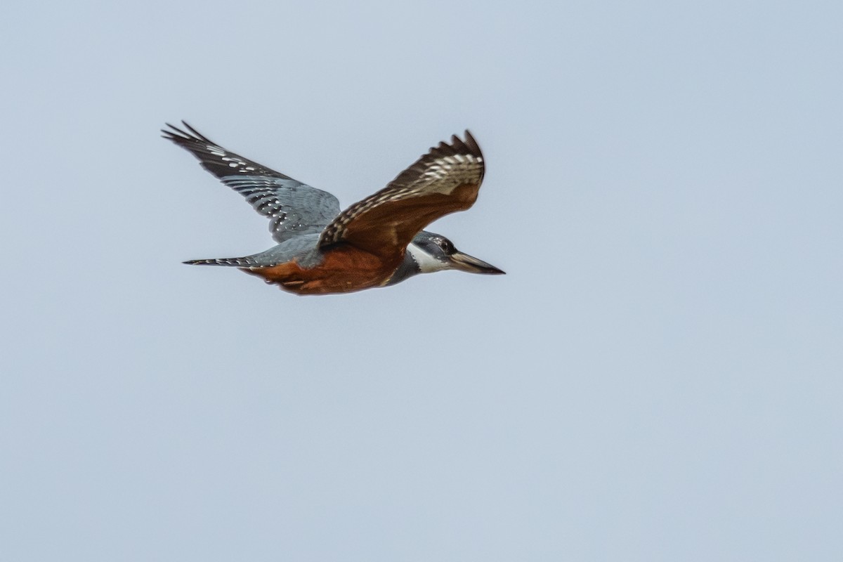 Ringed Kingfisher - Nestor Monsalve (@birds.nestor)