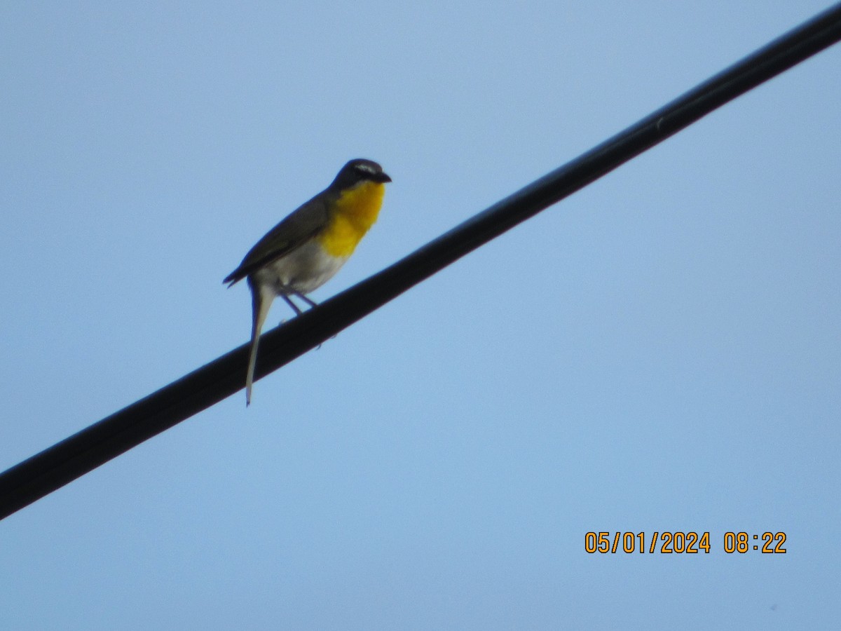 Yellow-breasted Chat - ML618278441