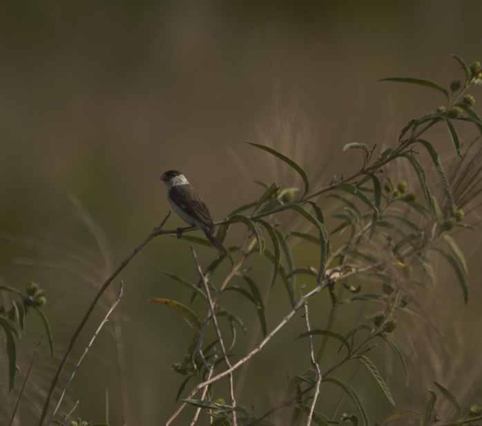 Pearly-bellied Seedeater - Joaquin Yako Valentinuzzi