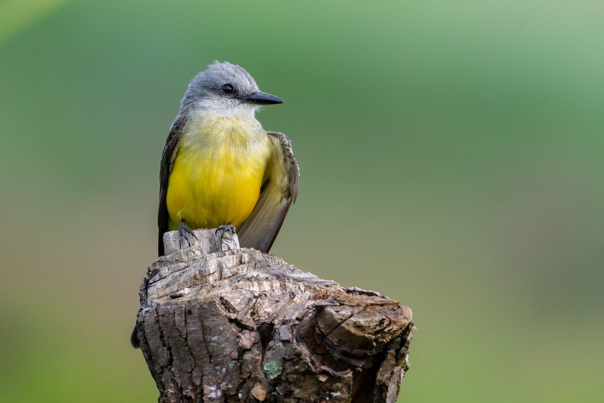 Tropical Kingbird - Nestor Monsalve (@birds.nestor)