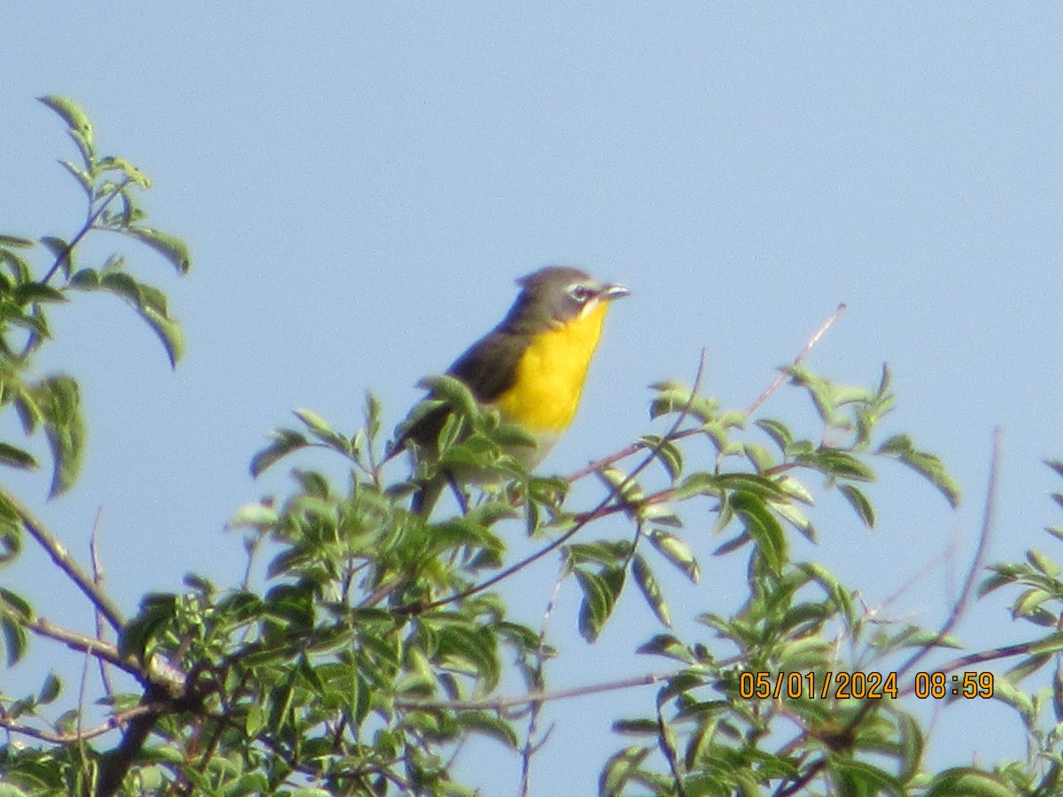 Yellow-breasted Chat - ML618278489