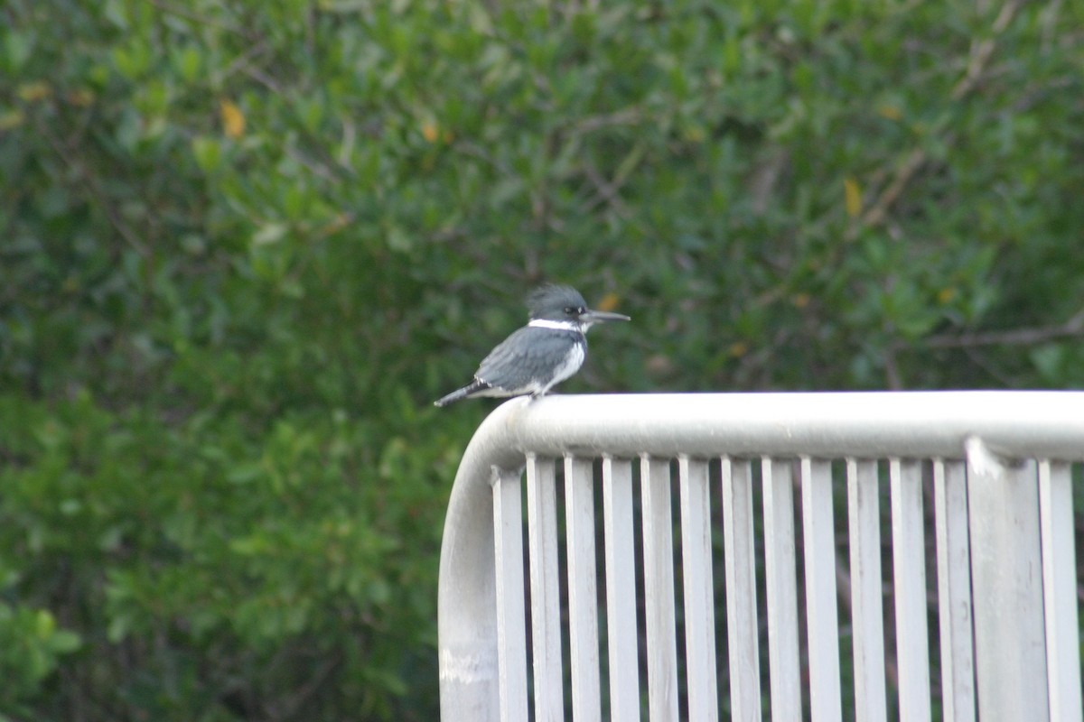 Belted Kingfisher - ML618278495