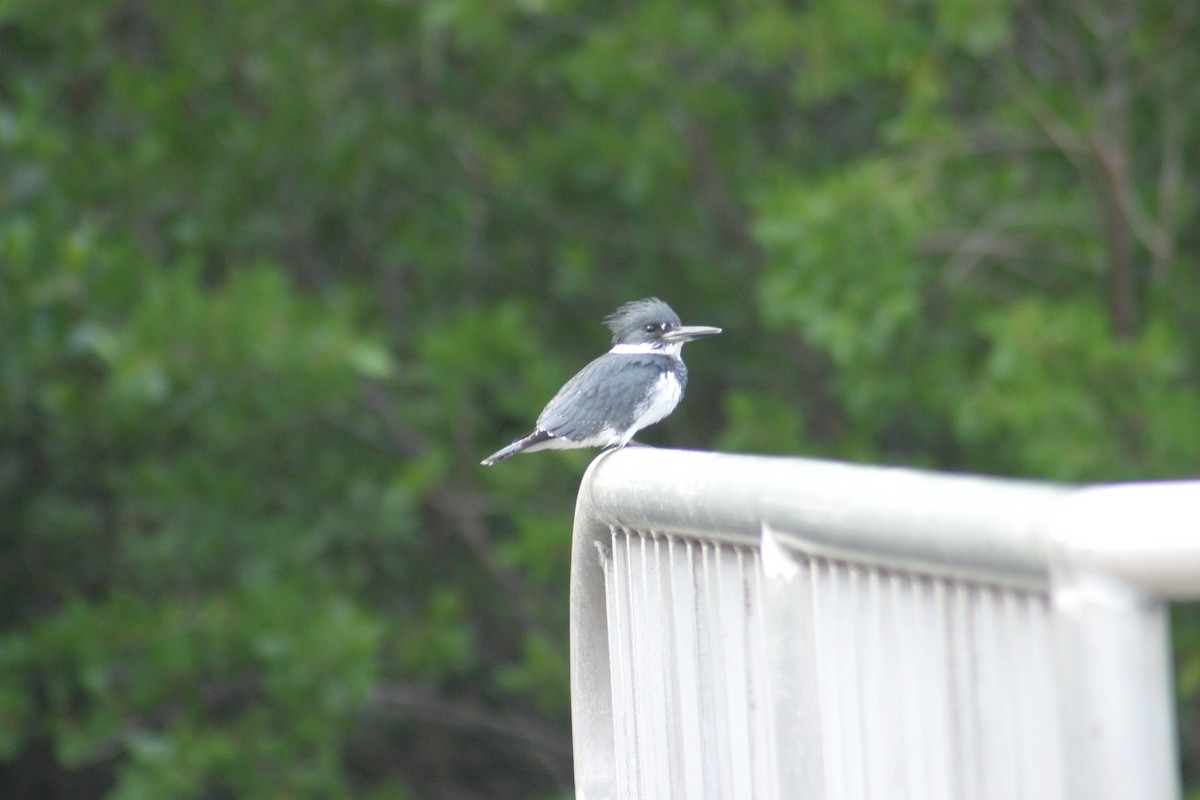Belted Kingfisher - ML618278506