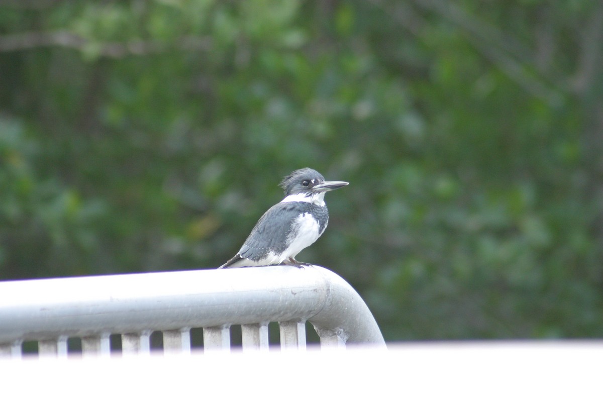 Belted Kingfisher - ML618278527
