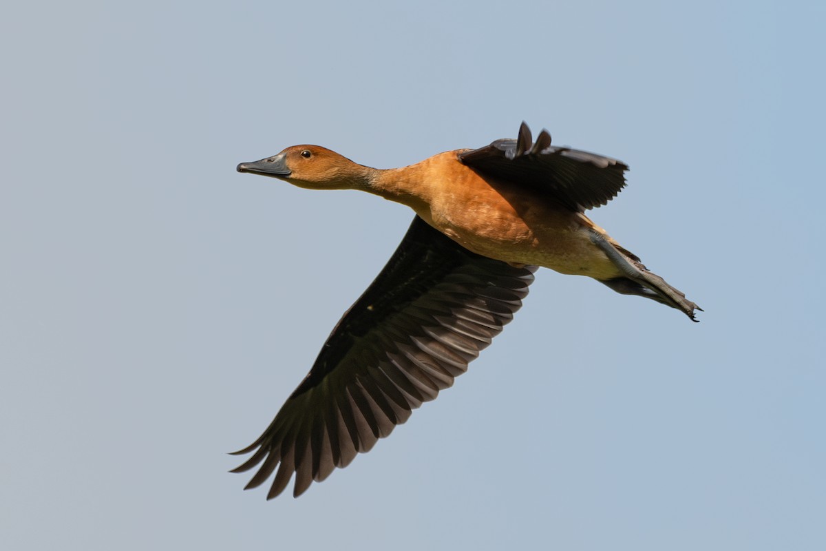 Fulvous Whistling-Duck - ML618278532