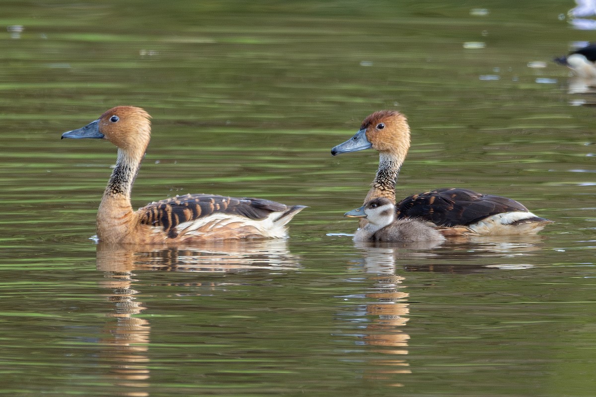 Fulvous Whistling-Duck - Nestor Monsalve (@birds.nestor)