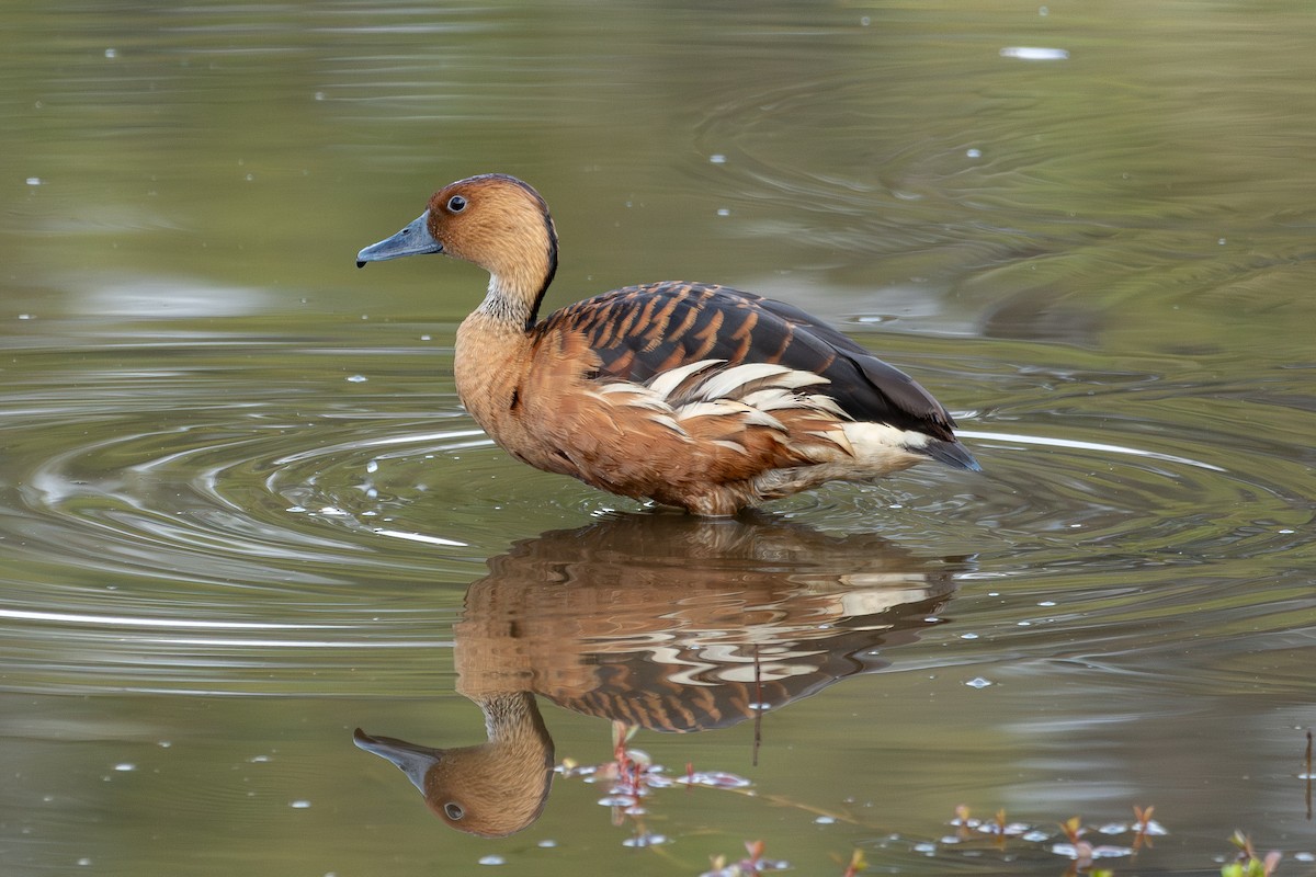 Fulvous Whistling-Duck - Nestor Monsalve (@birds.nestor)