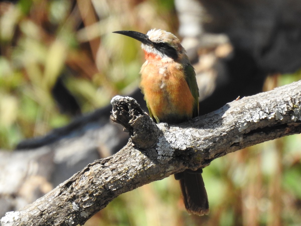 White-fronted Bee-eater - ML618278578