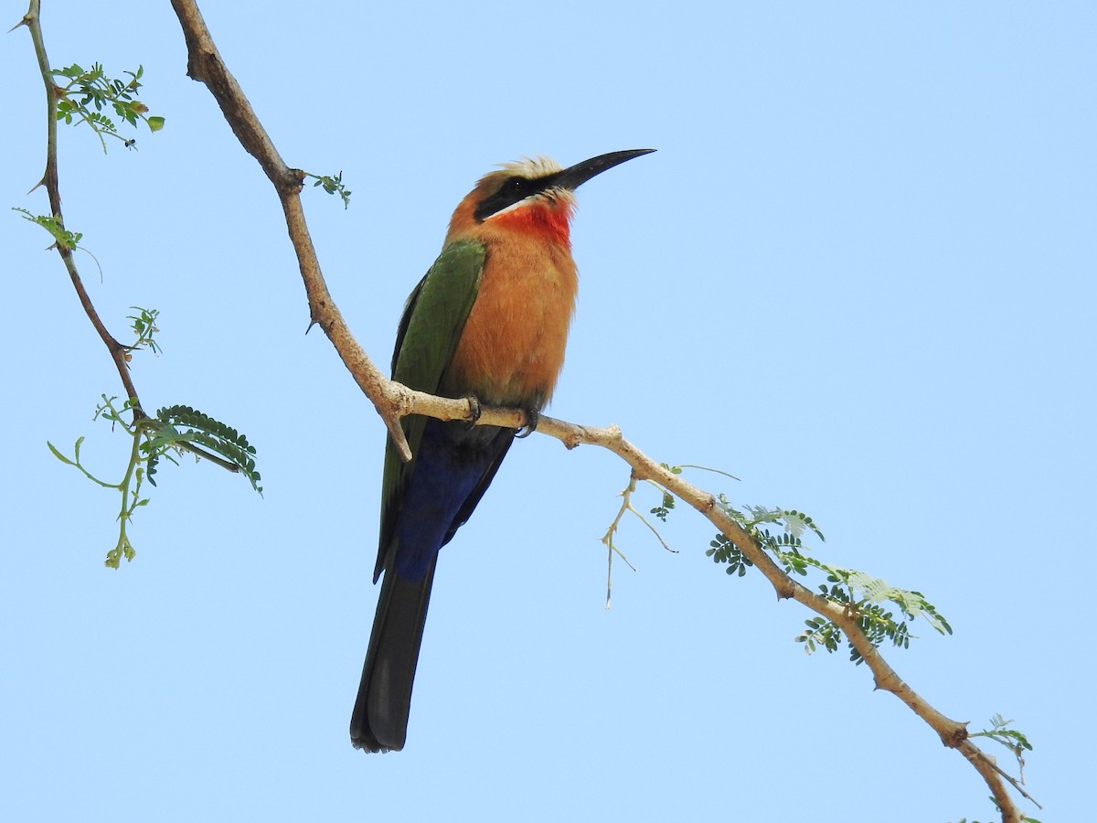 White-fronted Bee-eater - ML618278582